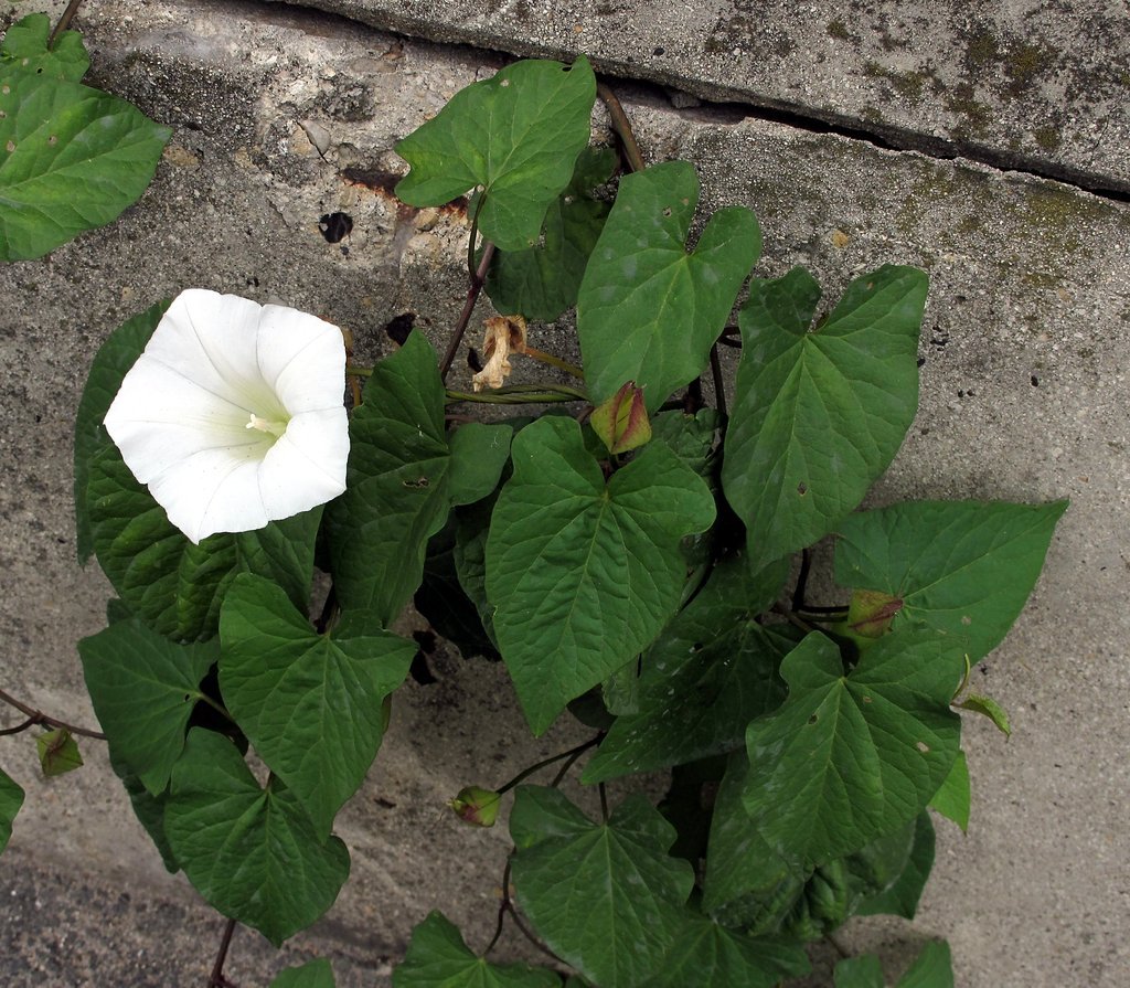 Calystegia sepium